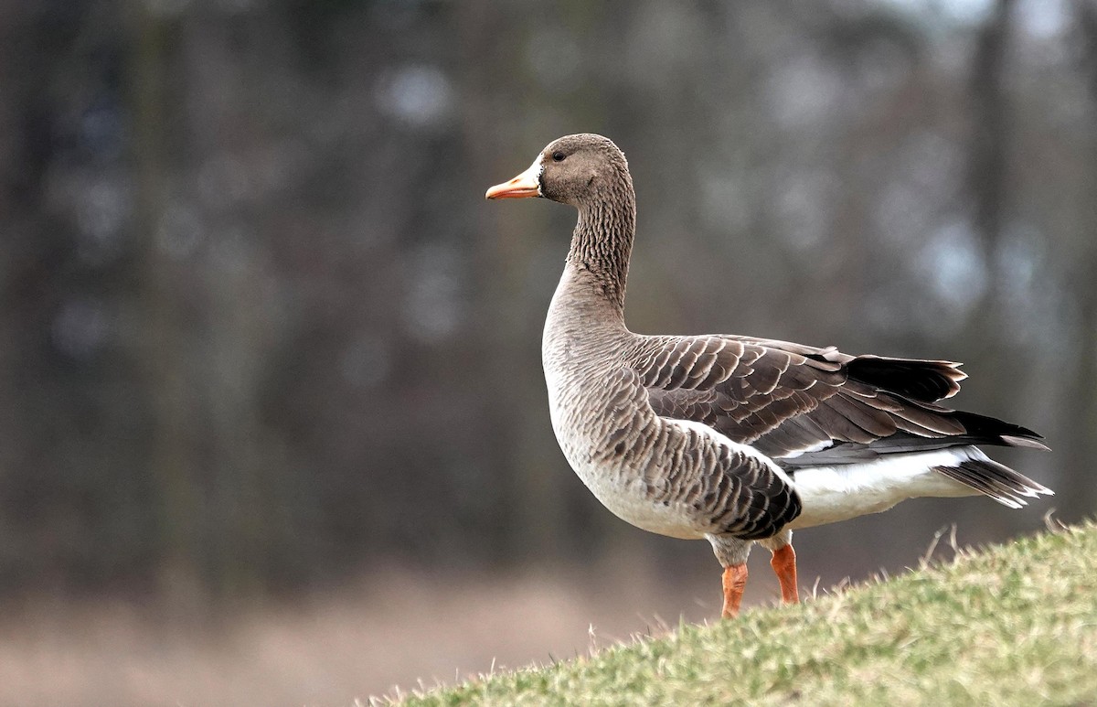 Greater White-fronted Goose - Mike Burkoski