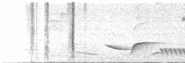 Kara Gerdanlı Çıtkuşu - ML615719878