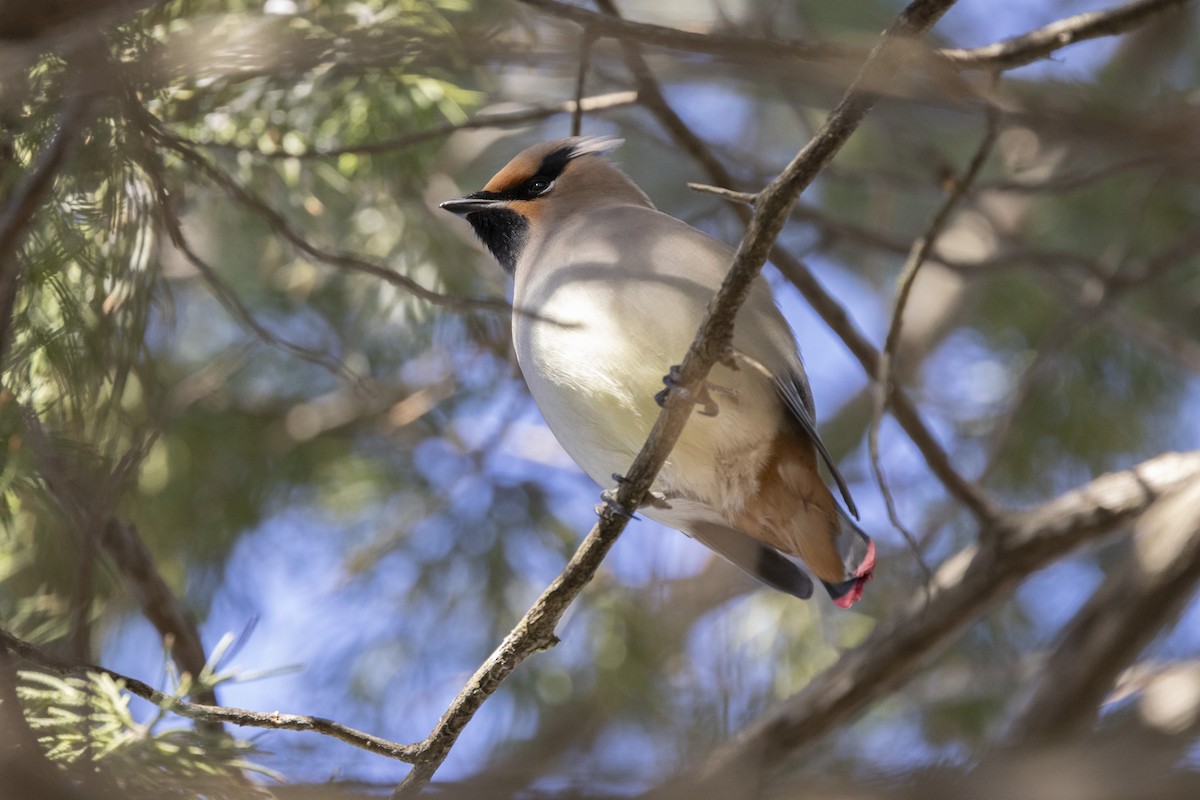 Japanese Waxwing - ML615719885