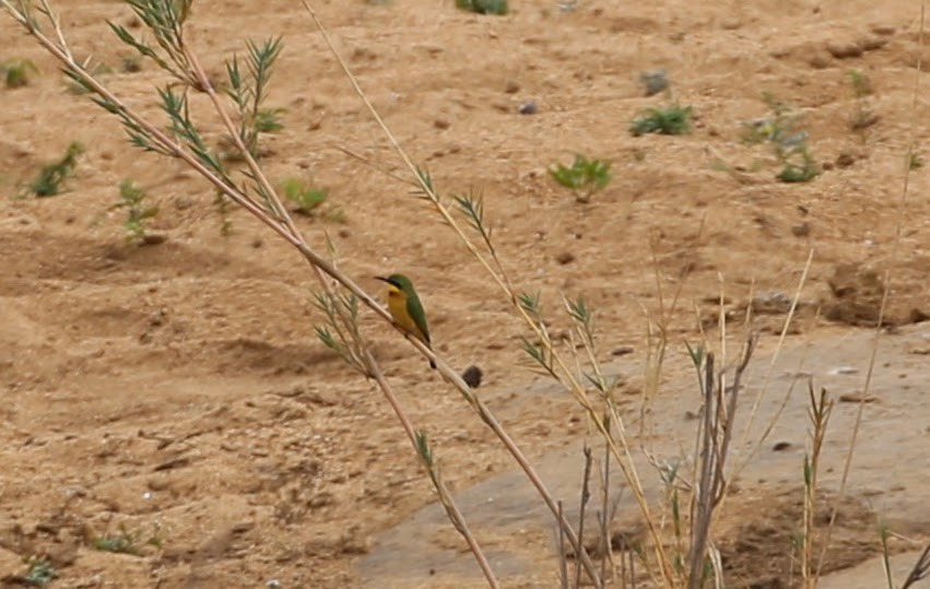 Little Bee-eater - ML615719978