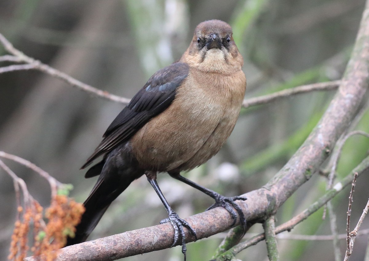 Boat-tailed Grackle - ML615720040