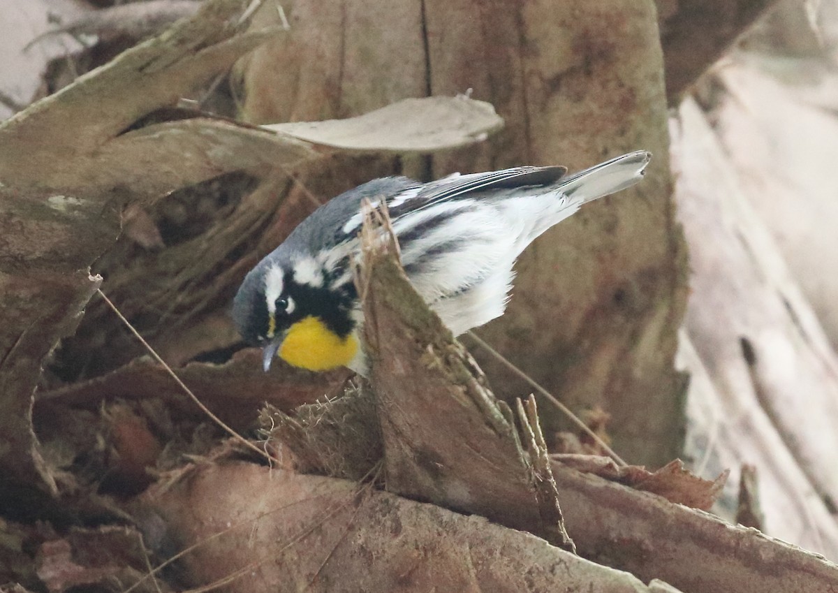 Yellow-throated Warbler - ML615720051