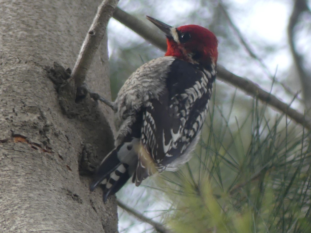 Red-breasted Sapsucker - ML615720152