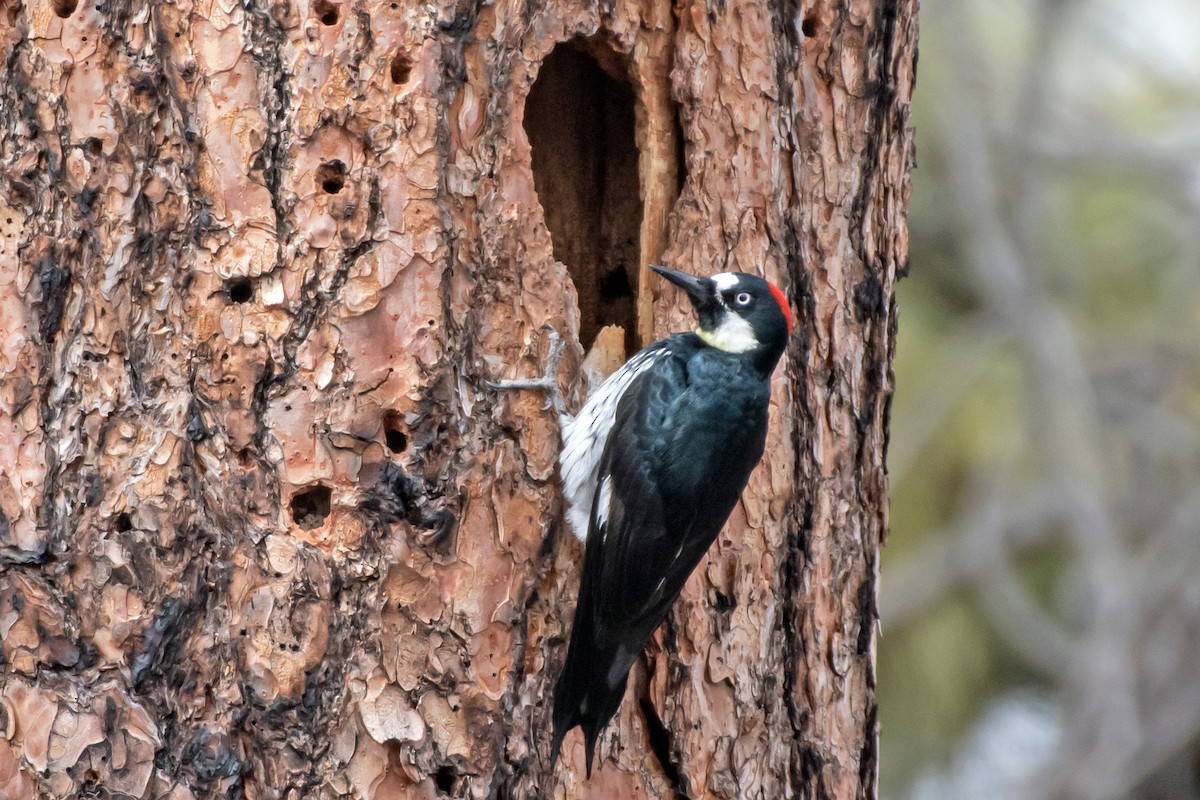 Acorn Woodpecker - ML615720239