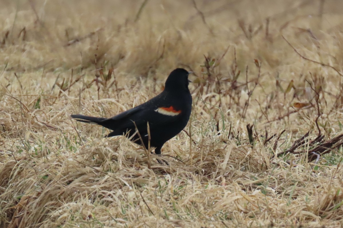 Red-winged Blackbird - ML615720316