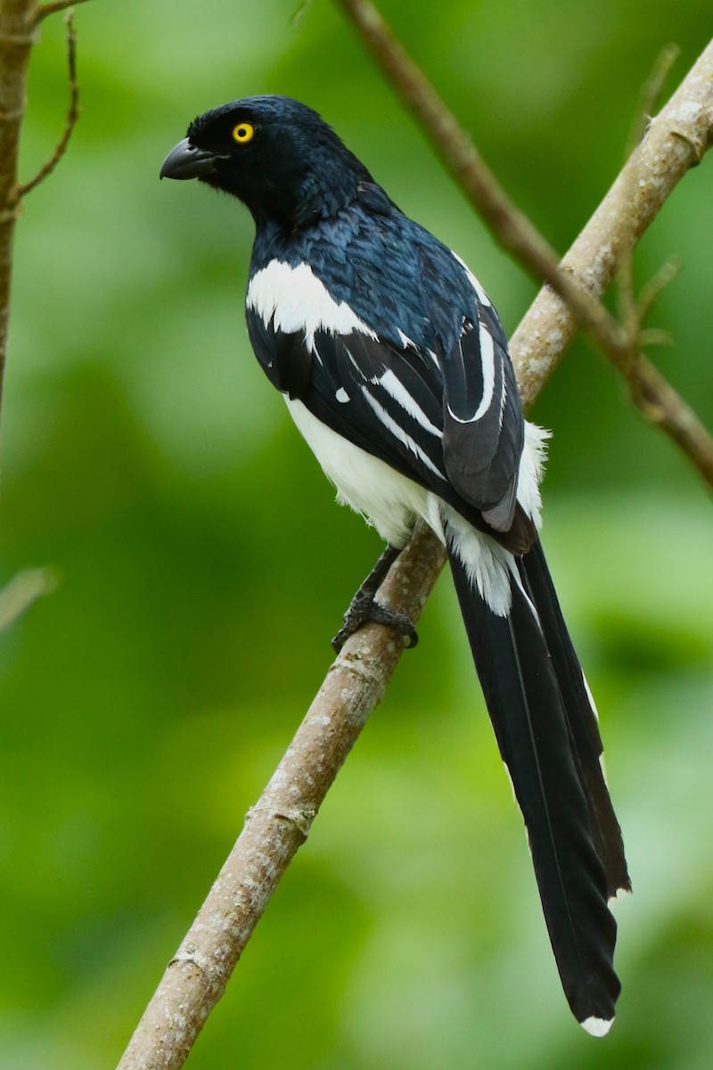 Magpie Tanager - ML615720346