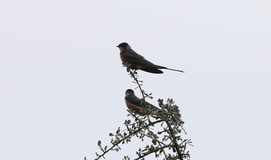 Rufous-chested Swallow - ML615720385