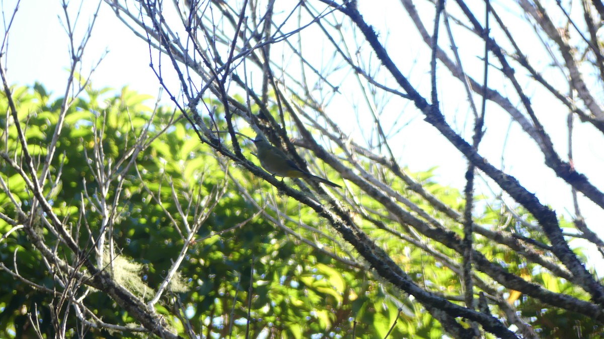 Long-tailed Silky-flycatcher - ML615720399