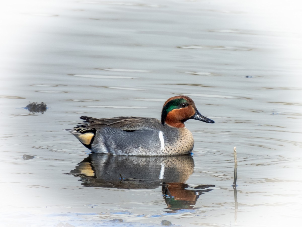 Green-winged Teal - ML615720460