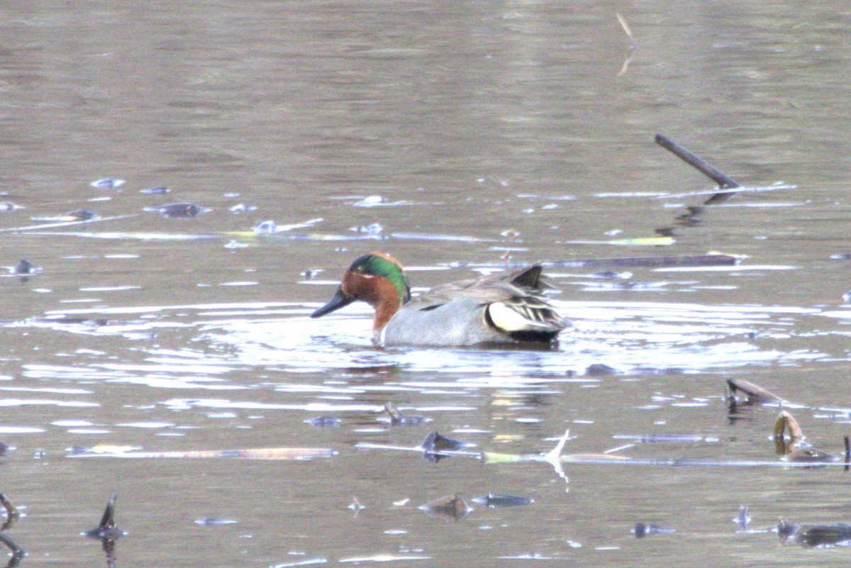Green-winged Teal - ML615720462