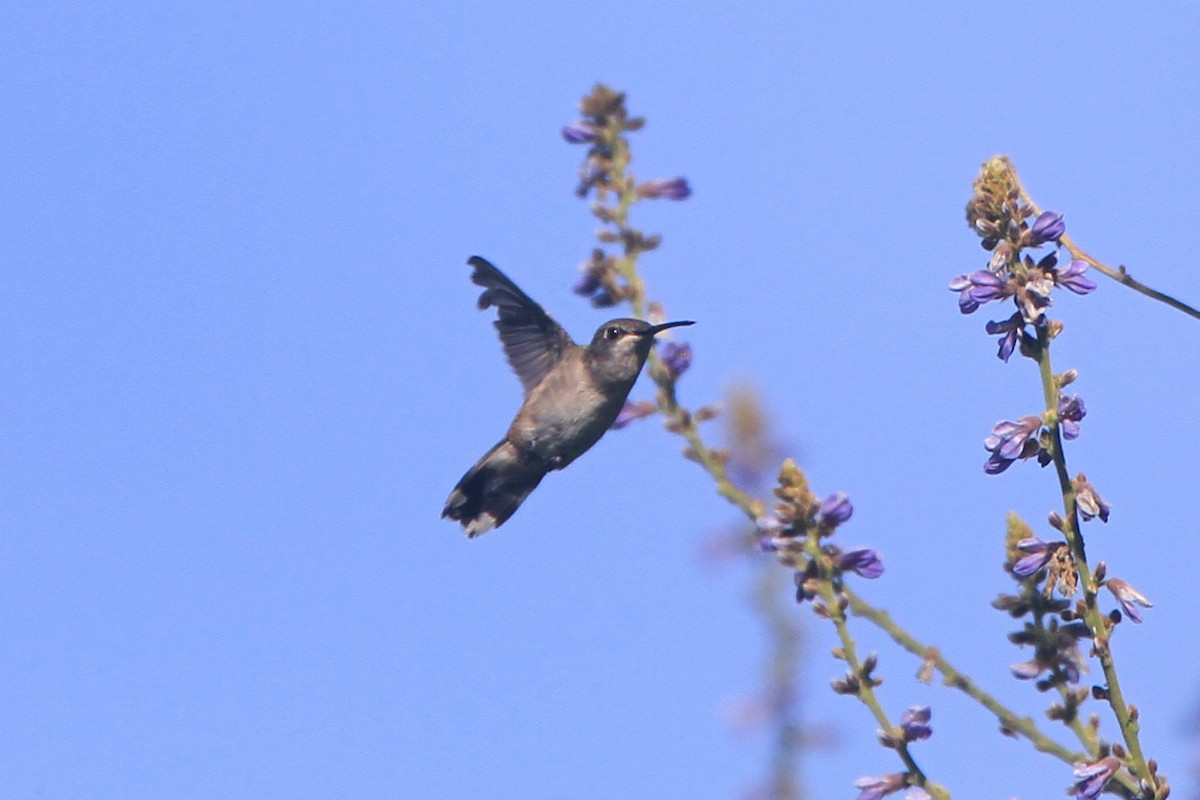 hummingbird sp. - ML615720467