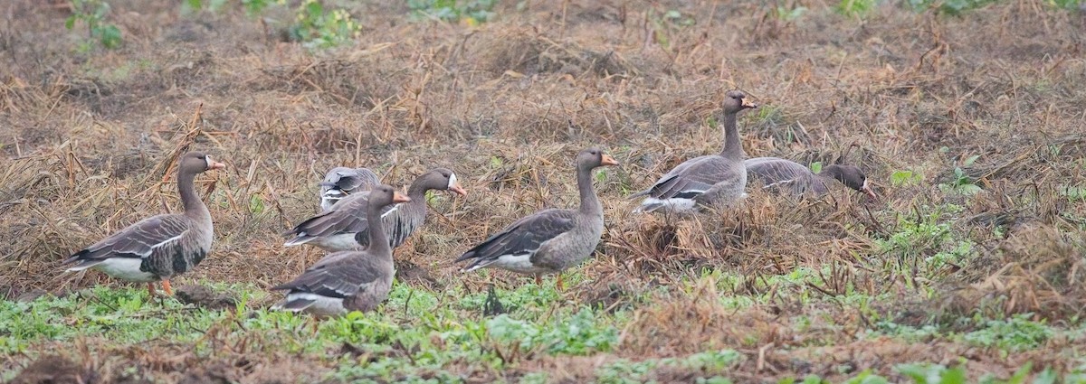 Greater White-fronted Goose - ML615720712