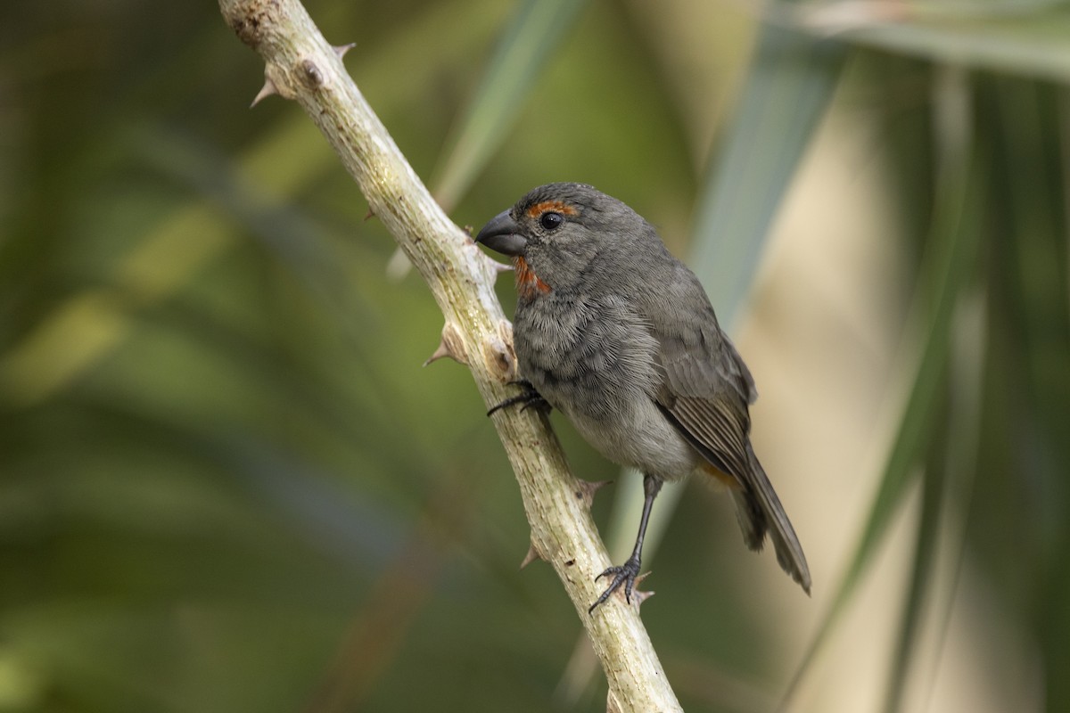 Greater Antillean Bullfinch - Lorraine Minns
