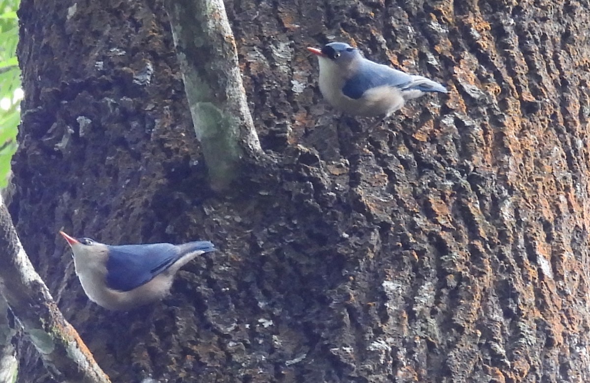 Velvet-fronted Nuthatch - ML615720939