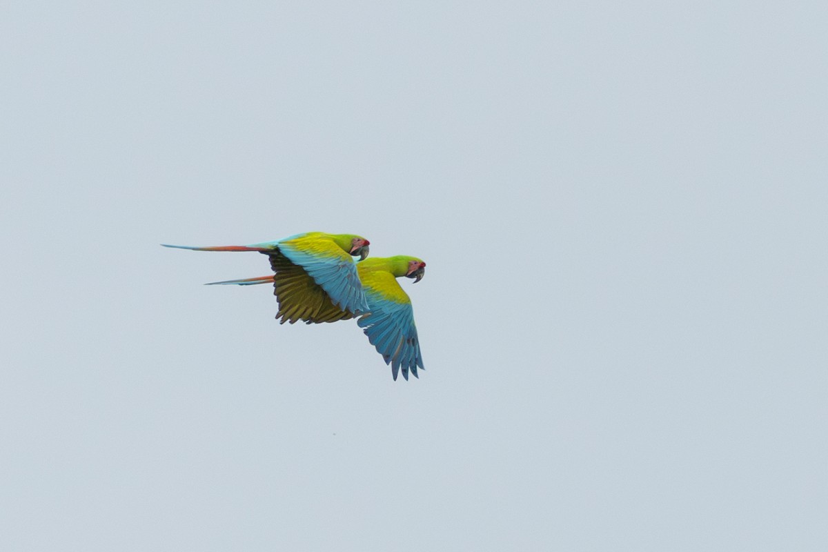 Great Green Macaw - ML615721412