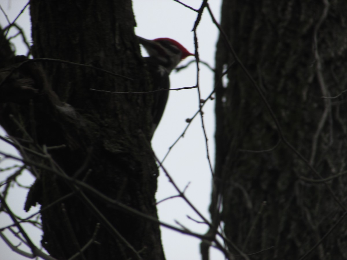 Pileated Woodpecker - ML615721465