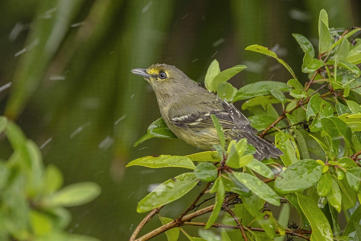Thick-billed Vireo - ML615721526