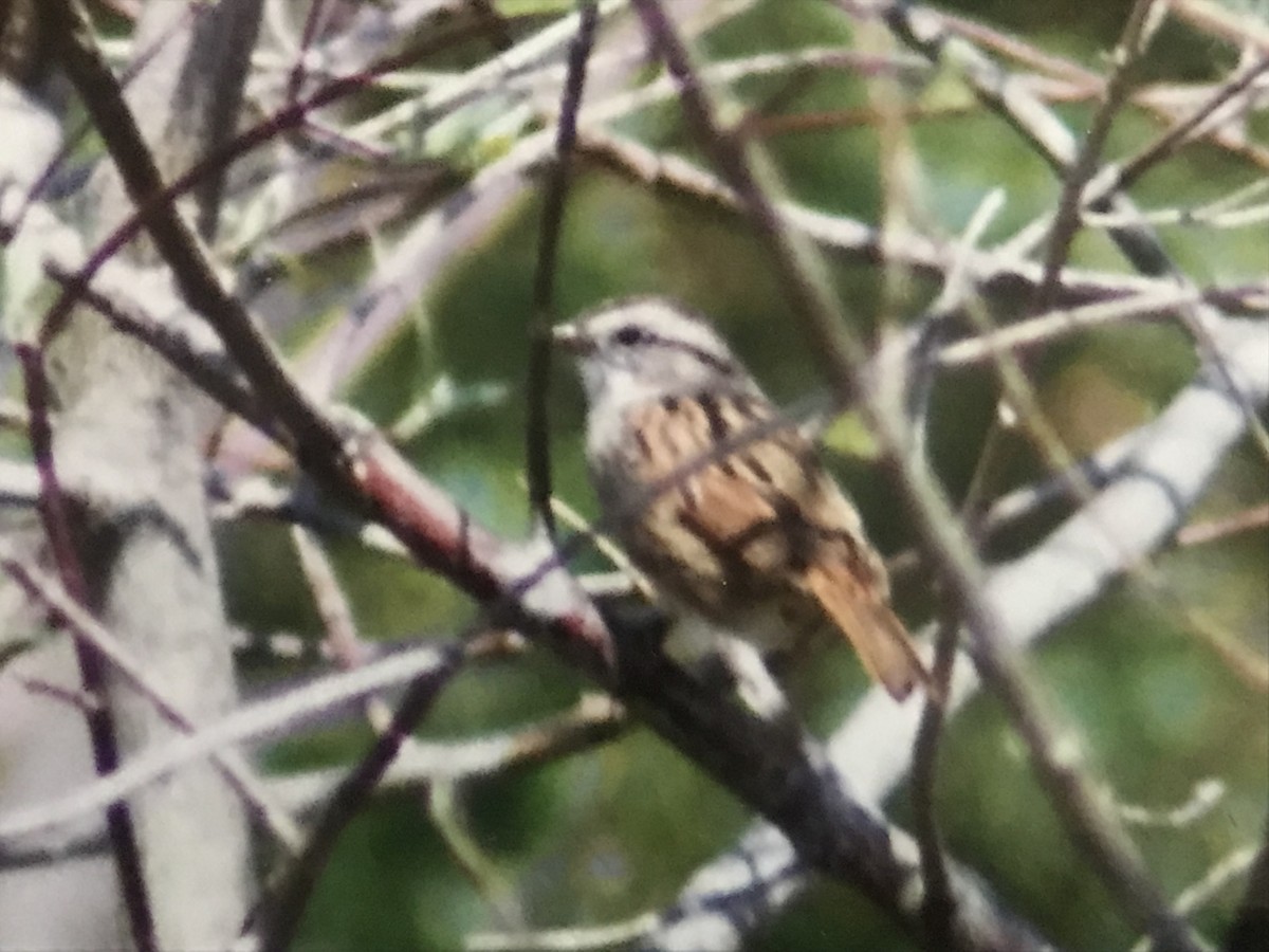 Swamp Sparrow - ML615721616