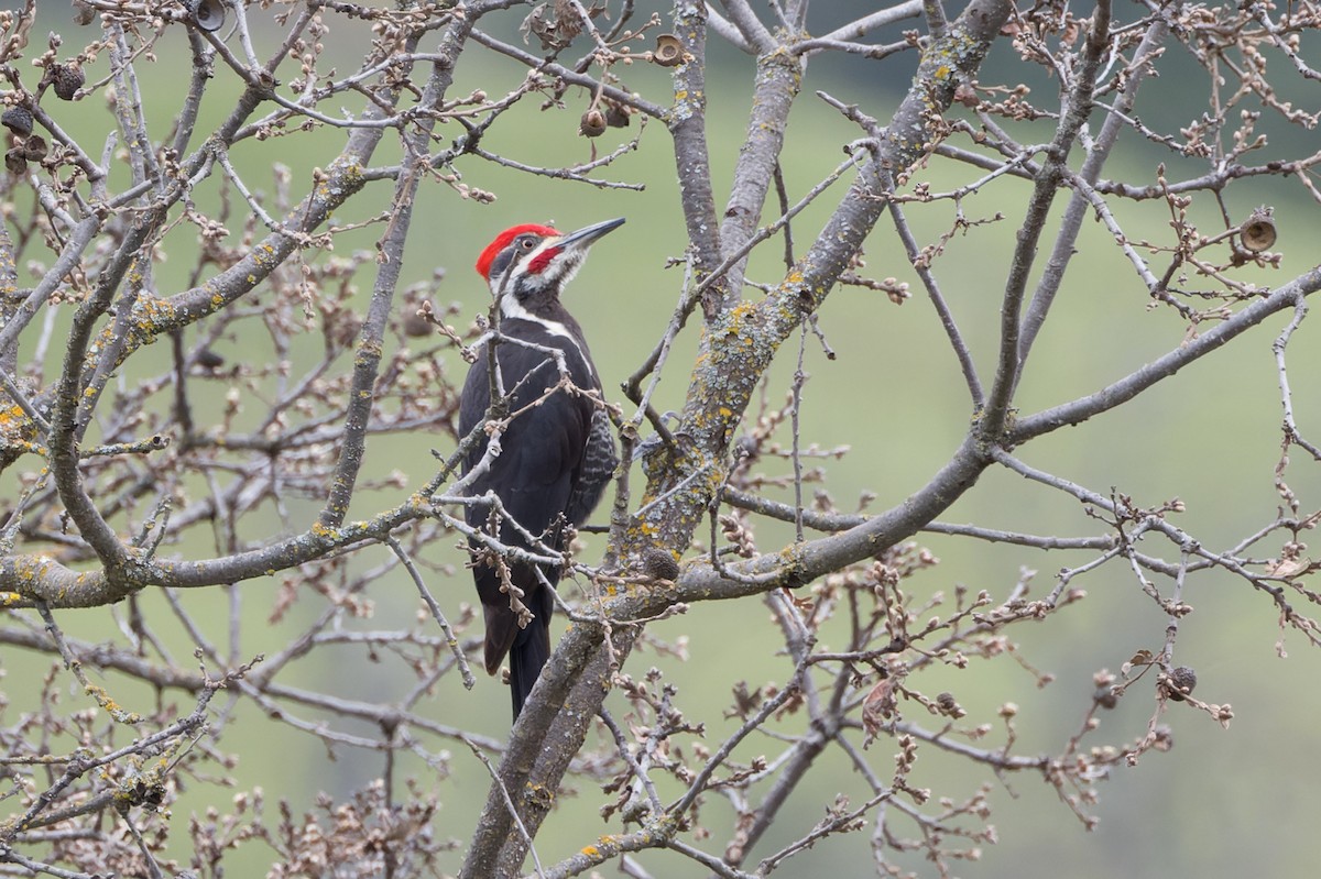 Pileated Woodpecker - ML615721730