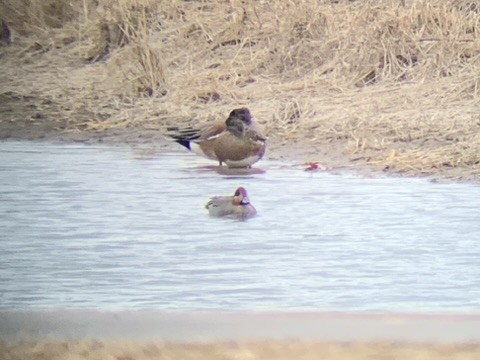 American Wigeon x Green-winged Teal (hybrid) - David Griffin