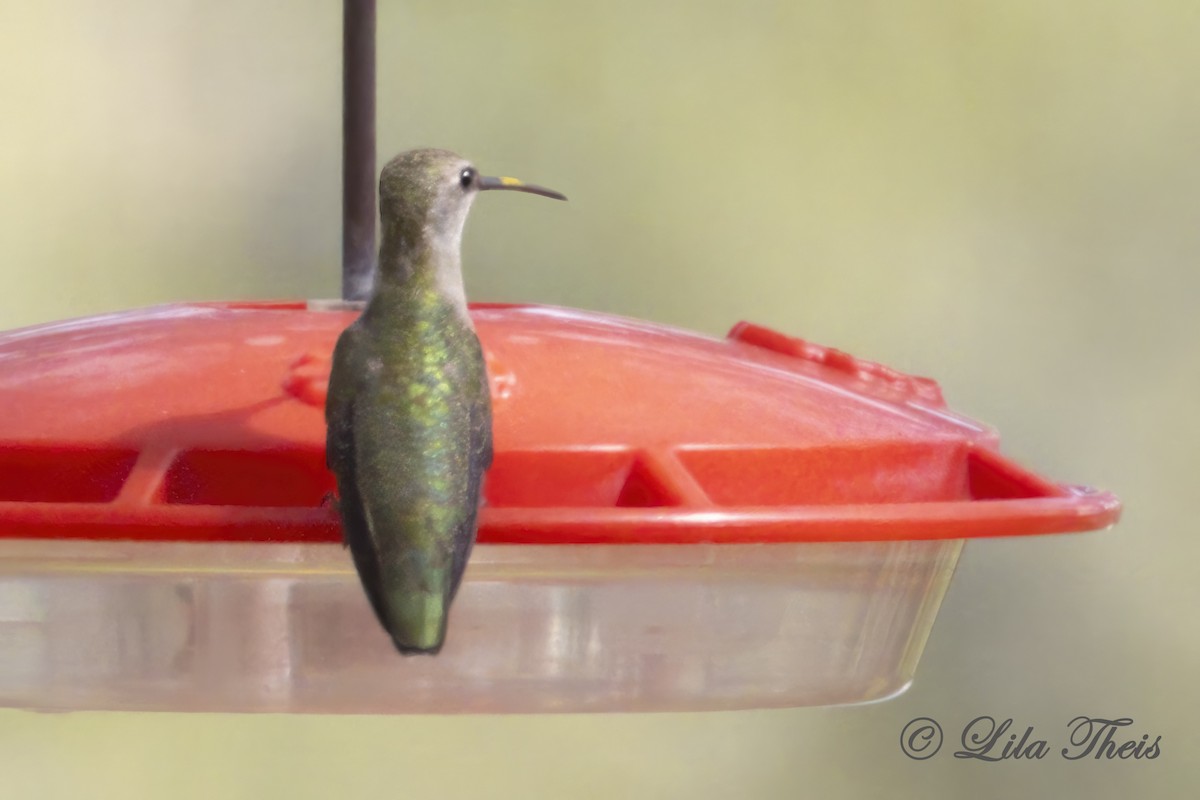Black-chinned Hummingbird - Lila Theis