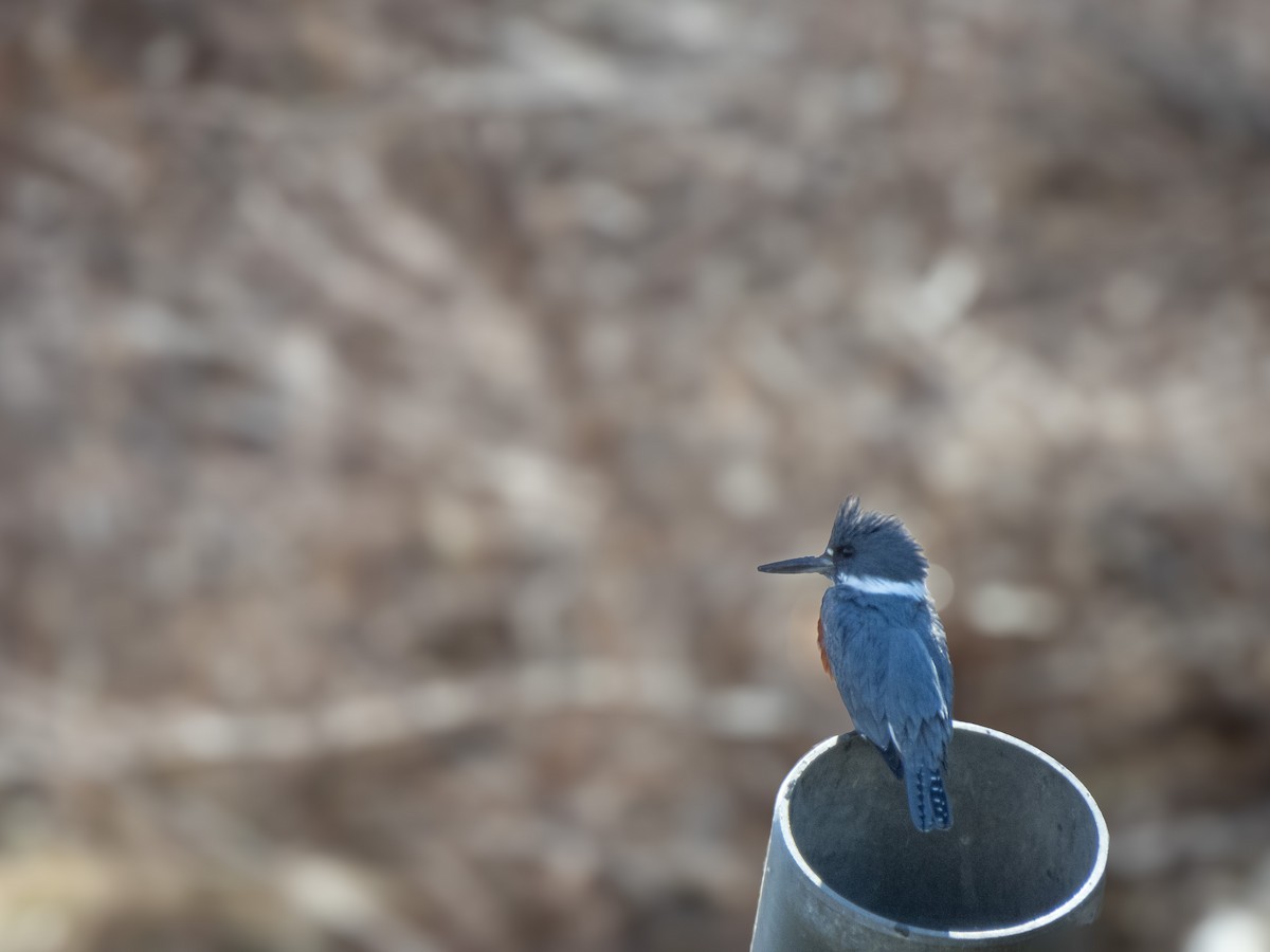 Belted Kingfisher - ML615722103