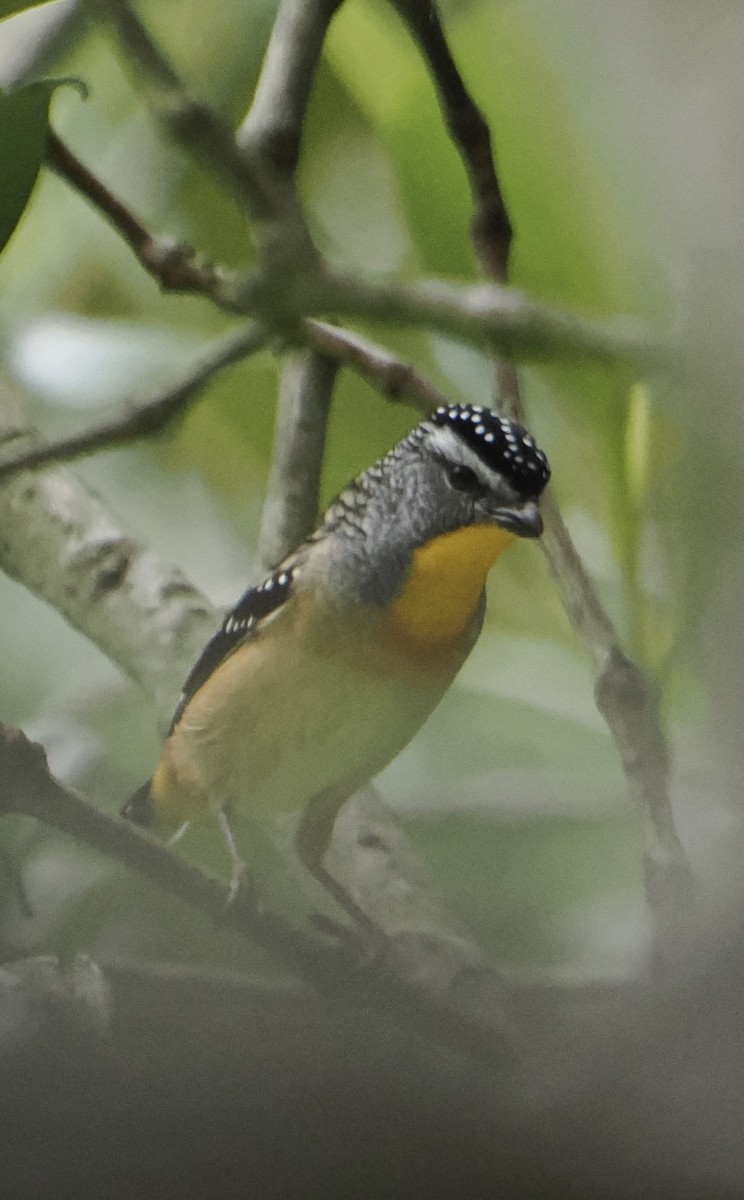 Spotted Pardalote - ML615722114