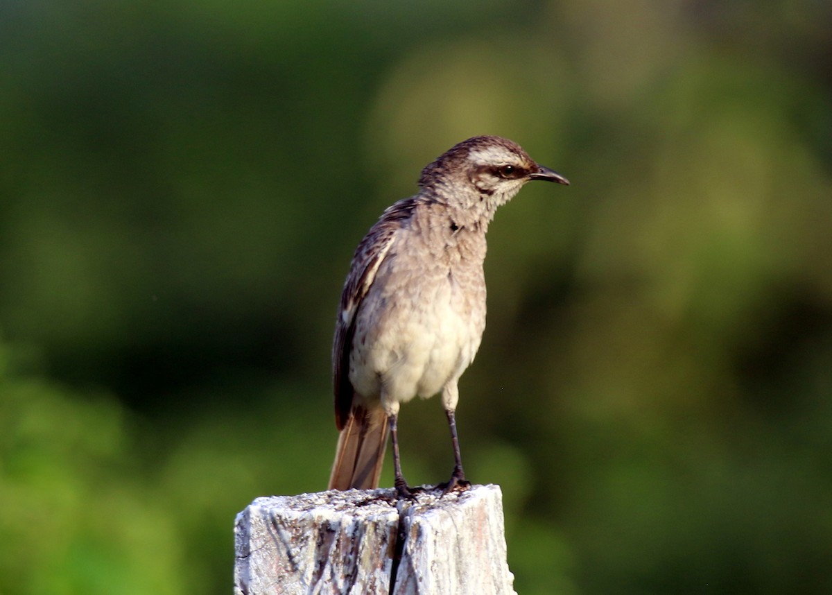 Long-tailed Mockingbird - ML615722117