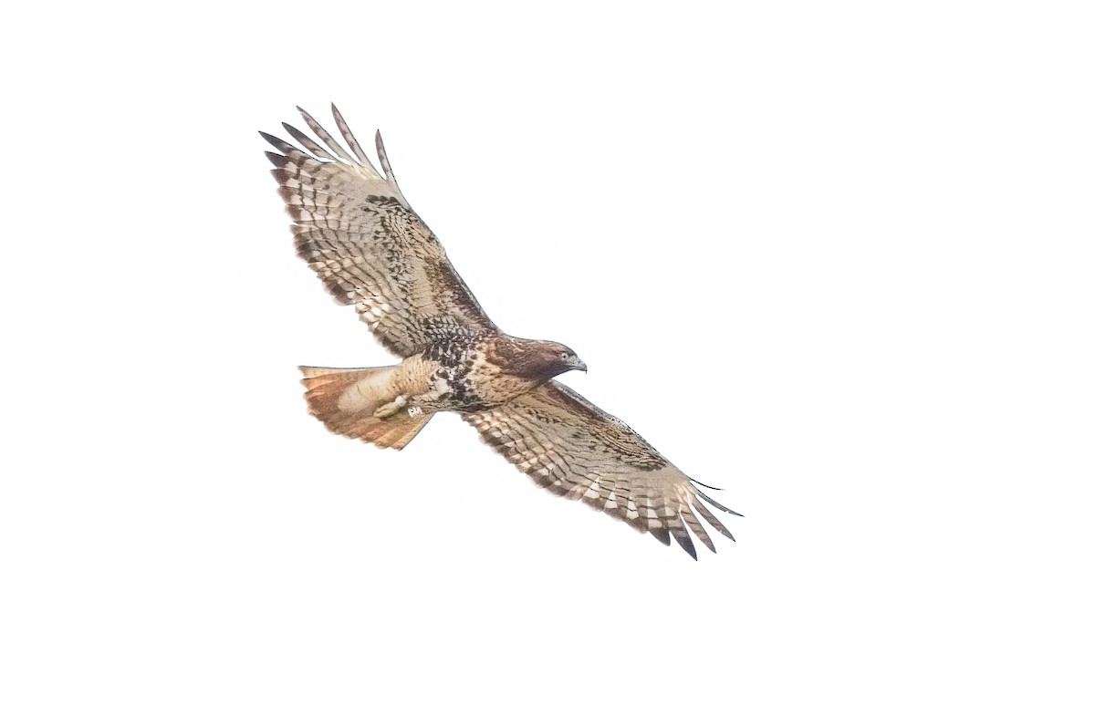 Red-tailed Hawk - ML615722204