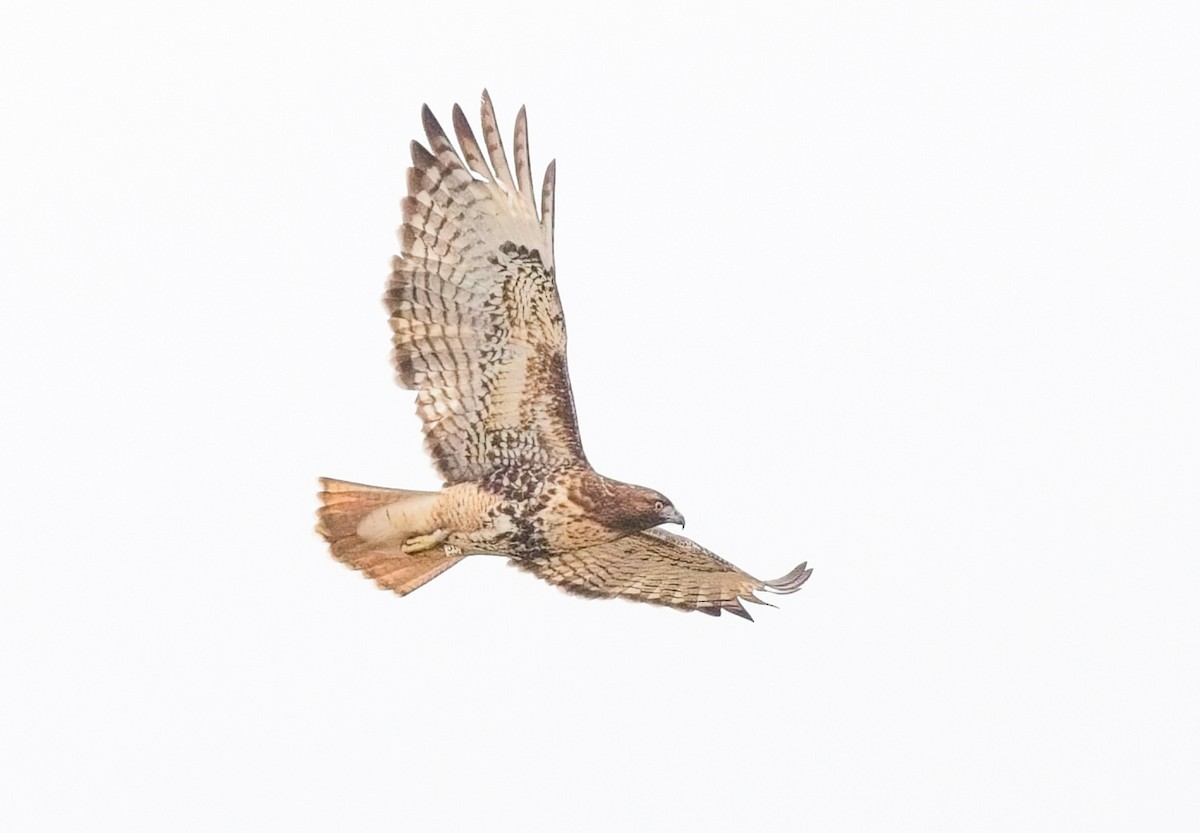 Red-tailed Hawk - ML615722207