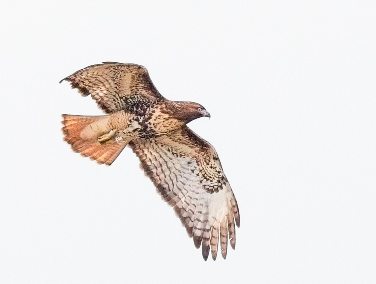 Red-tailed Hawk - ML615722208