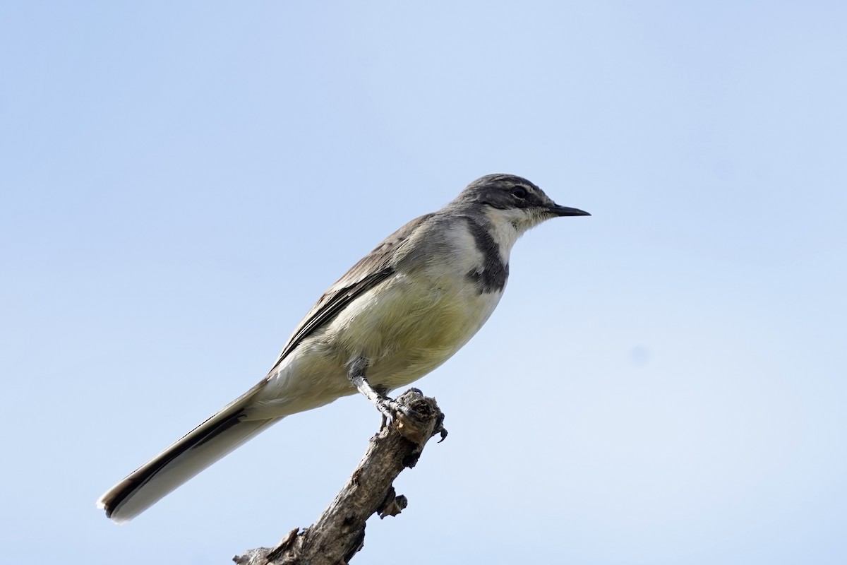 Cape Wagtail - ML615722242