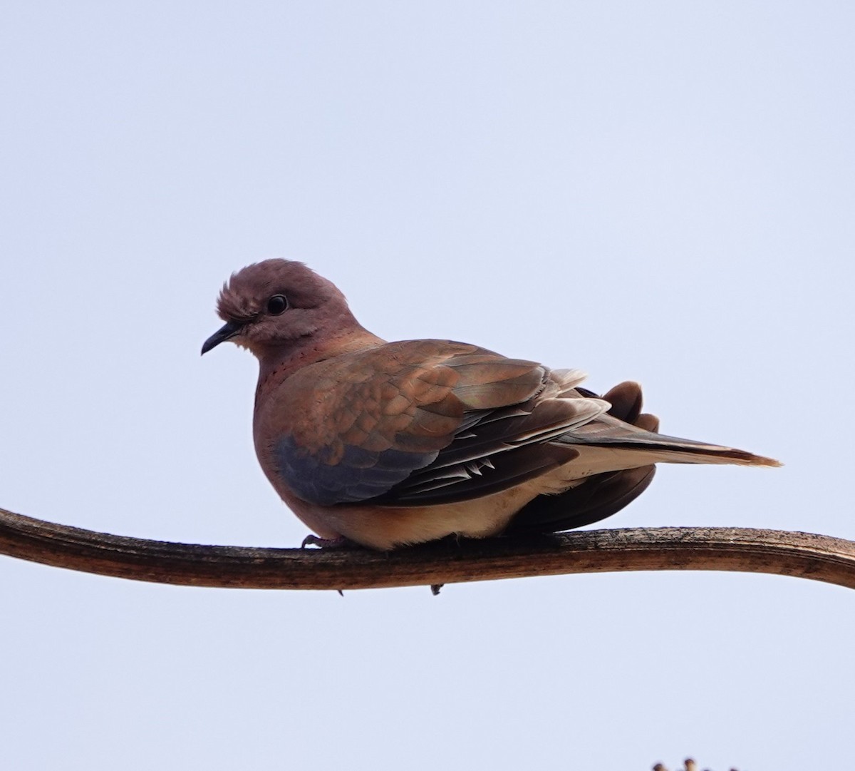 Laughing Dove - ML615722291