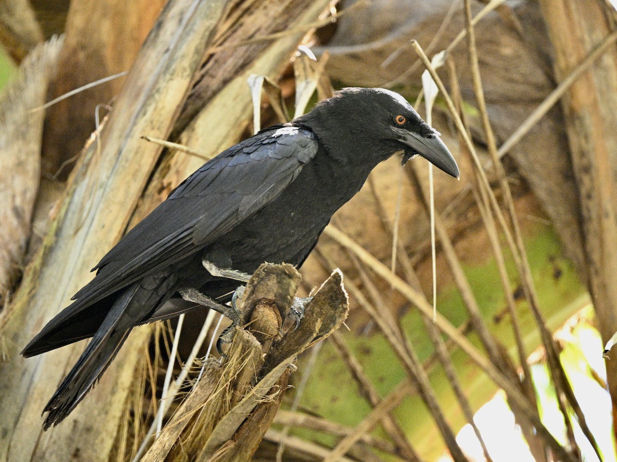 White-necked Crow - ML615722445
