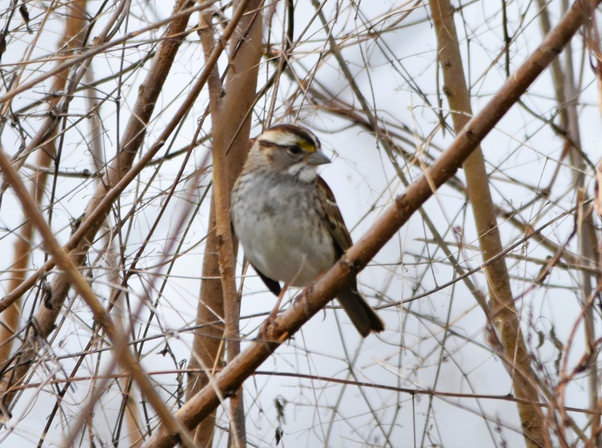 White-throated Sparrow - ML615722513