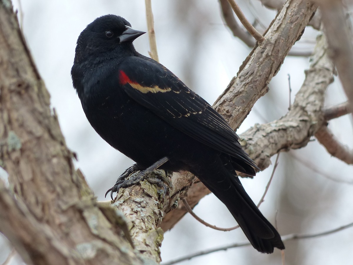 Red-winged Blackbird - Arthur Crison
