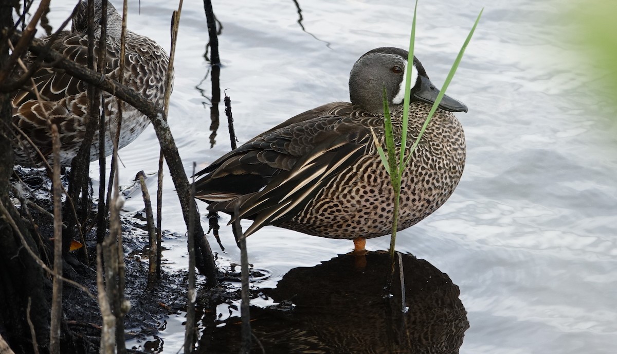 Blue-winged Teal - ML615722622