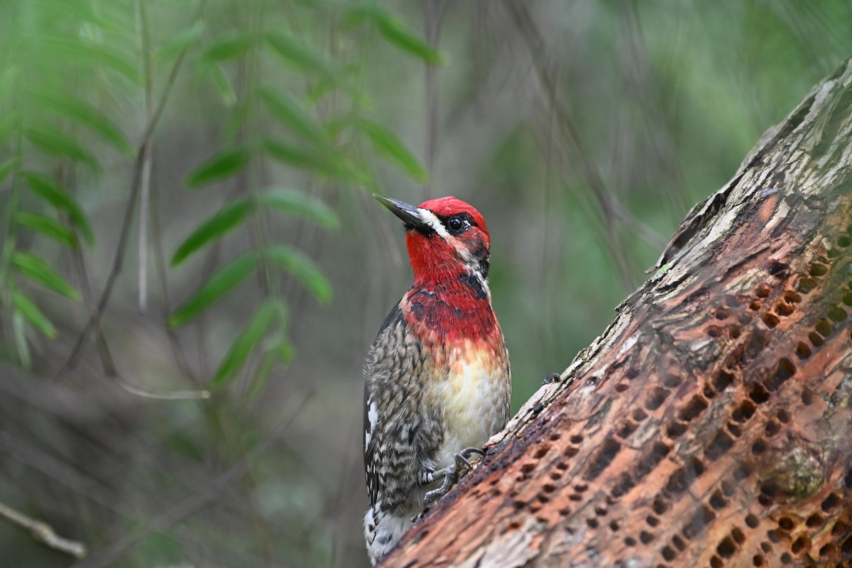 Red-breasted Sapsucker - ML615722627
