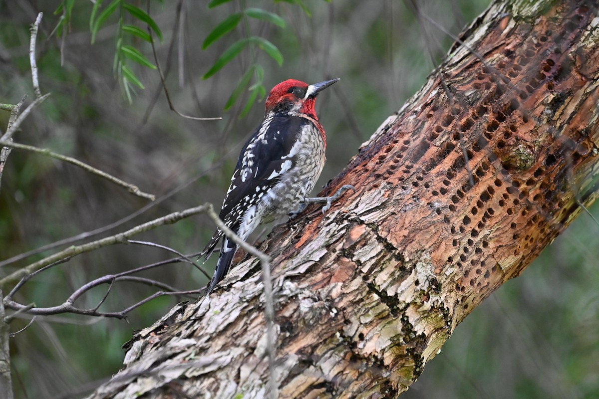 Red-breasted Sapsucker - ML615722632