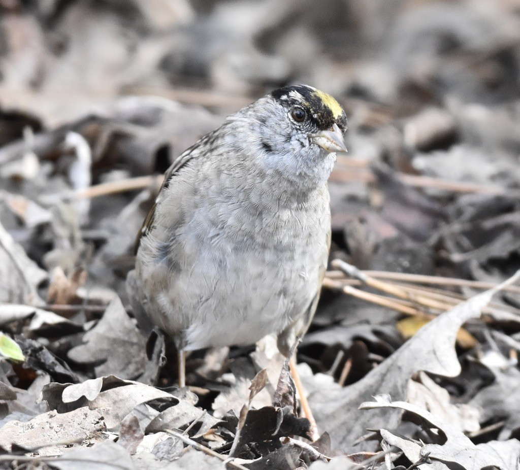 Golden-crowned Sparrow - ML615722742