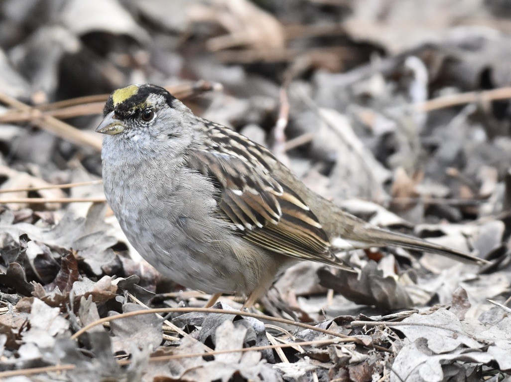 Golden-crowned Sparrow - ML615722780