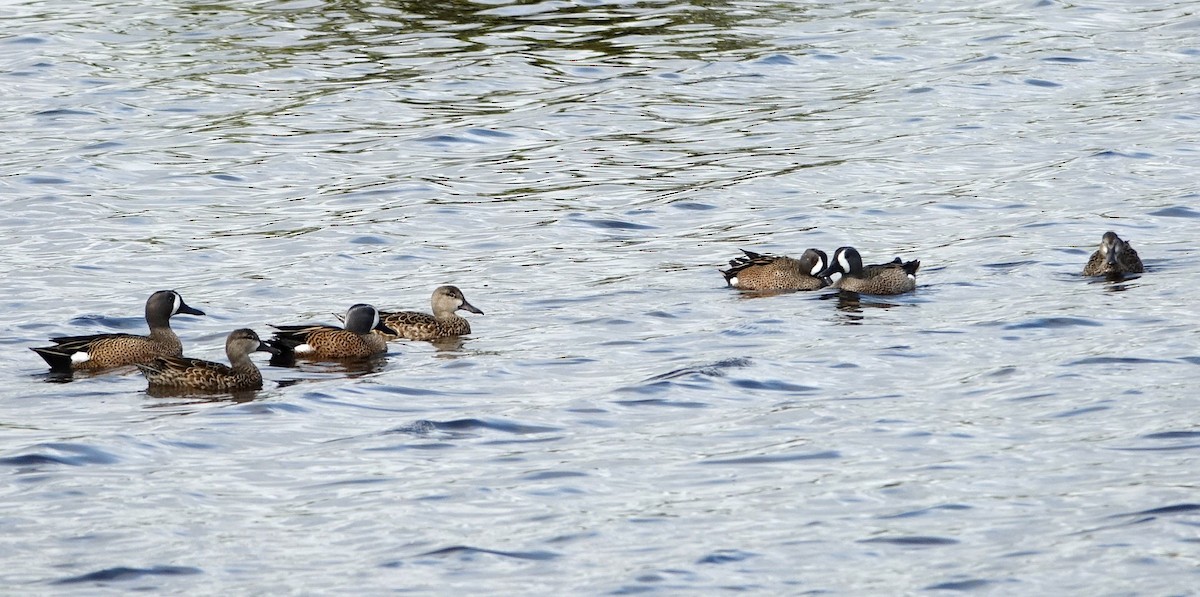 Blue-winged Teal - ML615722782