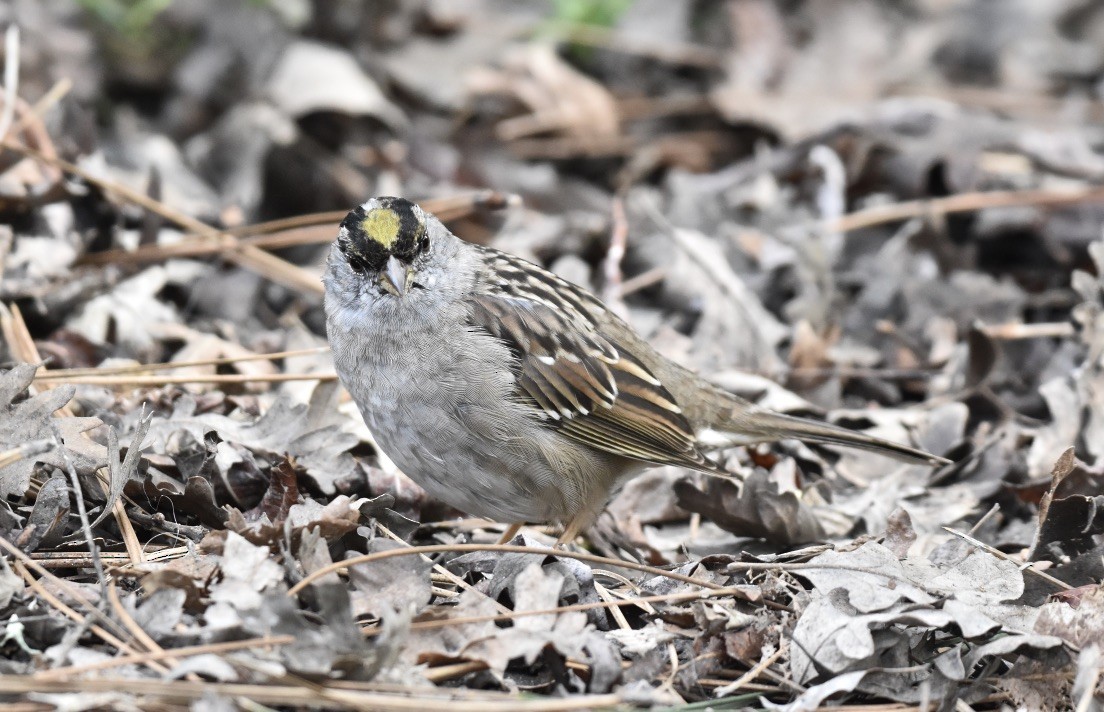 Golden-crowned Sparrow - ML615722784