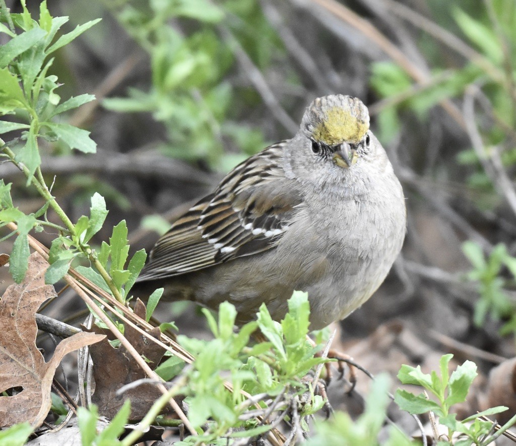 Golden-crowned Sparrow - ML615722800