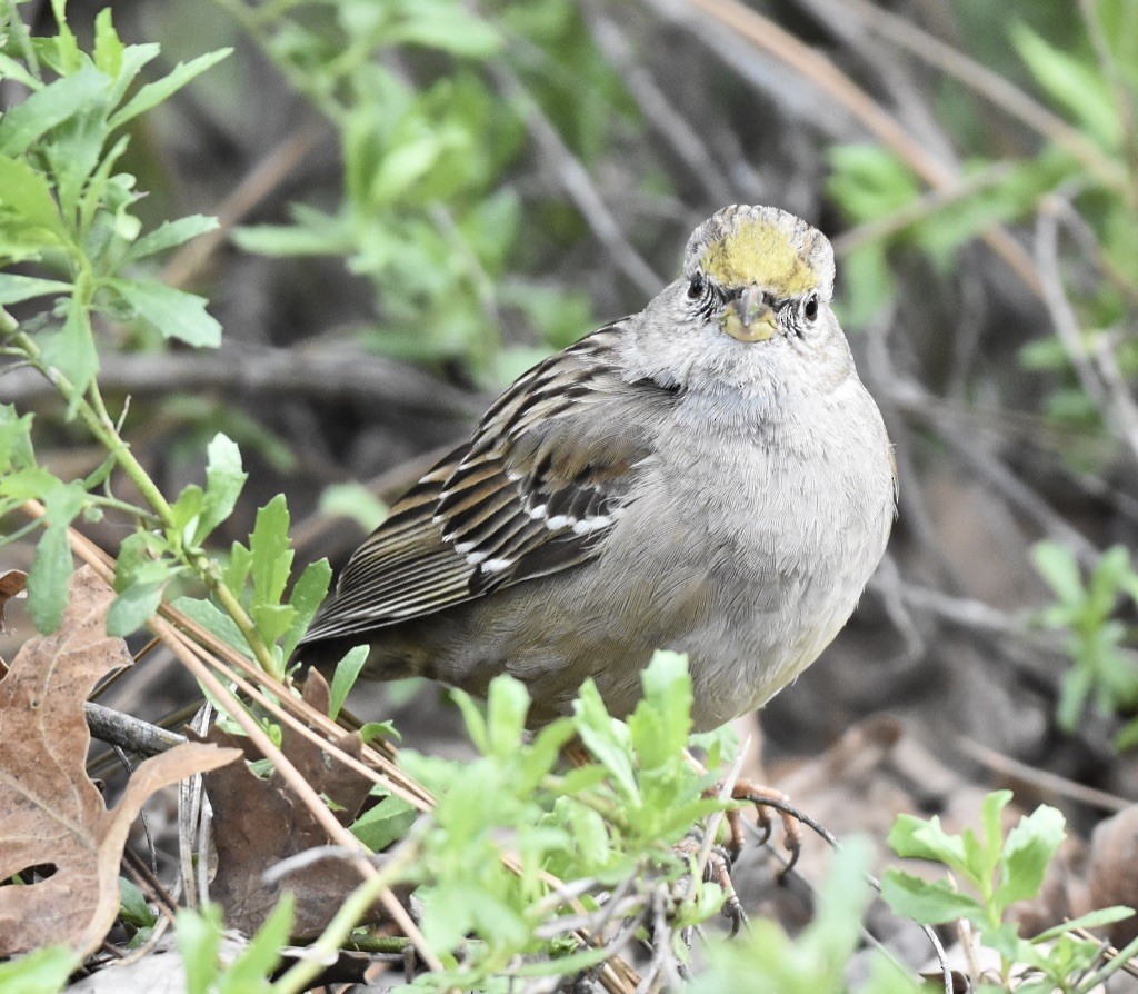 Golden-crowned Sparrow - ML615722804