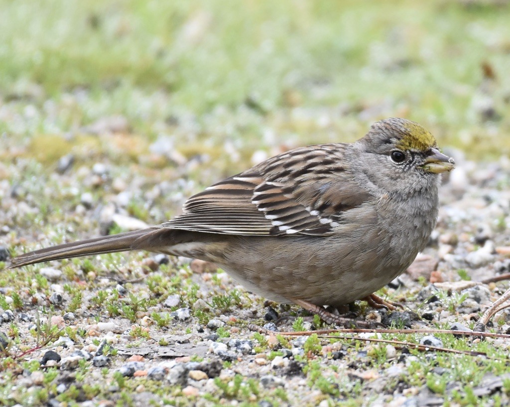Golden-crowned Sparrow - ML615722807