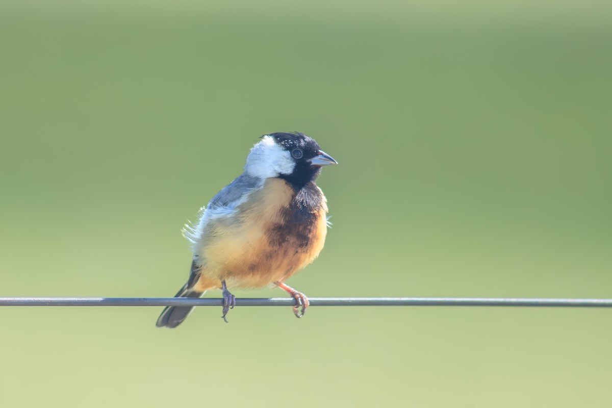 Coal-crested Finch - ML615722855