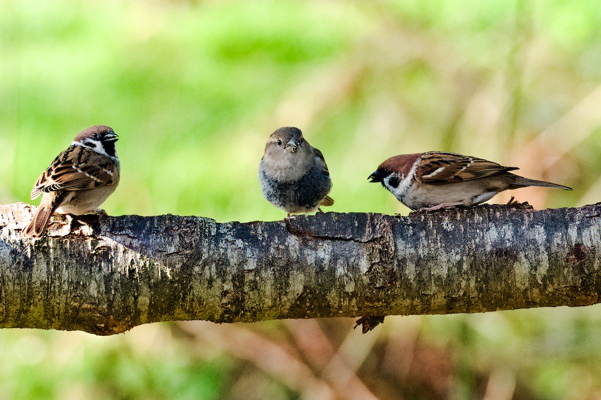 Eurasian Tree Sparrow - ML615722868