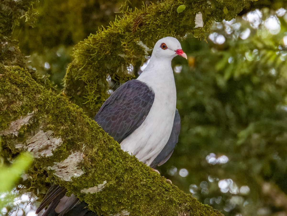 White-headed Pigeon - ML615723022