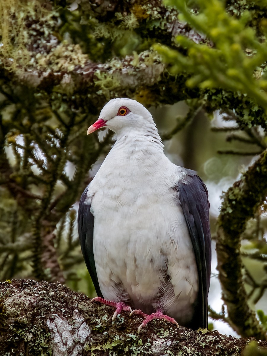 White-headed Pigeon - ML615723068